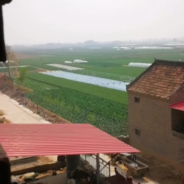 大蒜基地