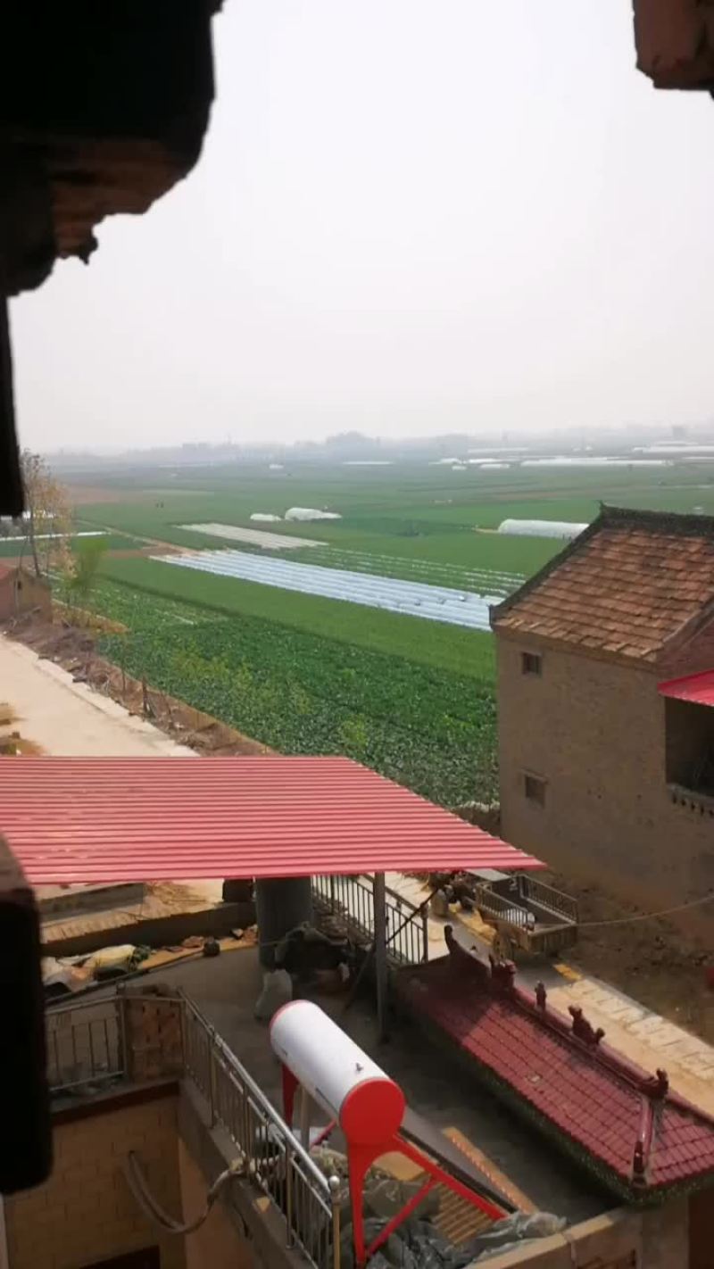 大蒜基地