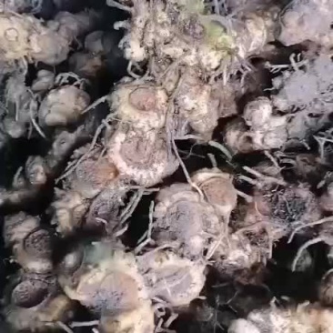 野生姜形黄精大量批发
