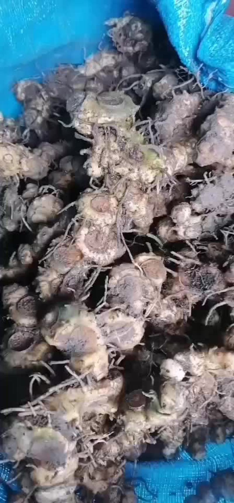 野生姜形黄精大量批发