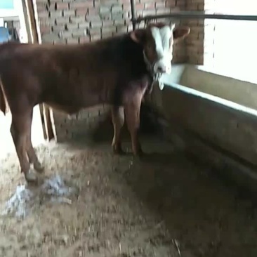 散养的公牛犊有要的老板抓紧联系我