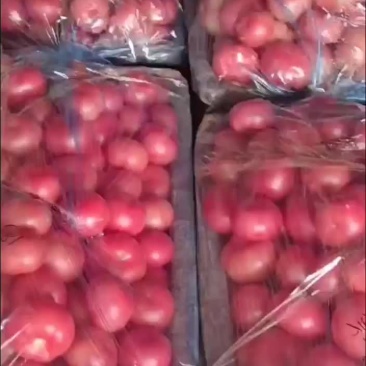 西红柿