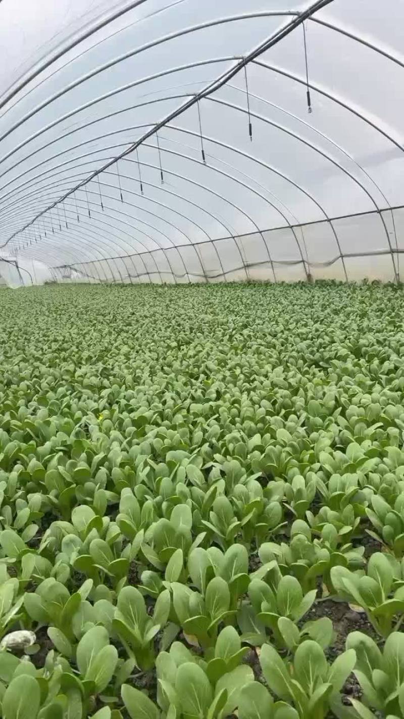 南通蔡辉代购