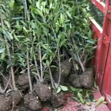 精品法国冬青便宜不拖角