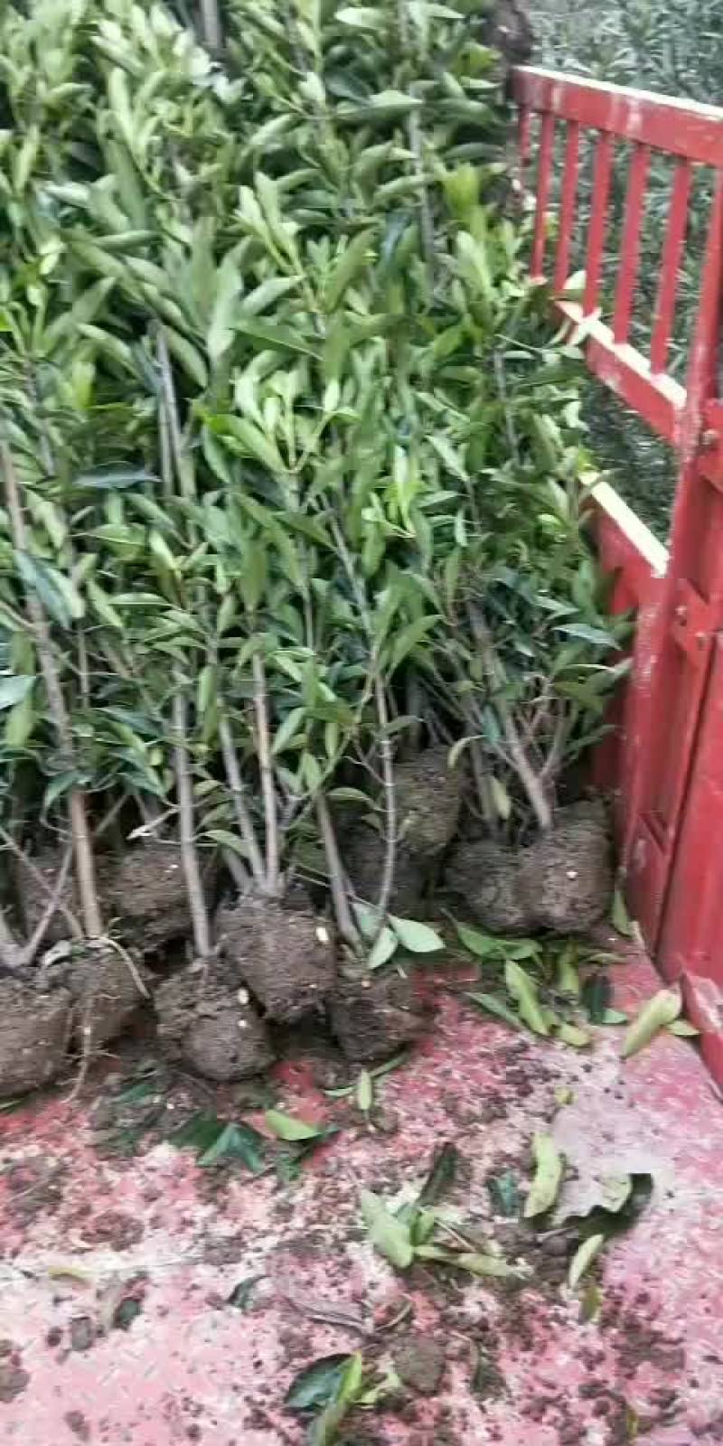 精品法国冬青便宜不拖角
