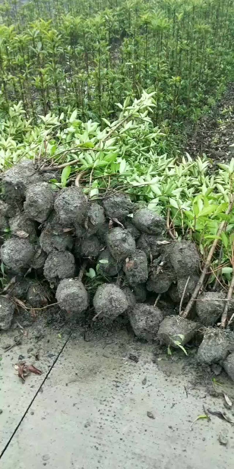 精品法国冬青便宜不拖角