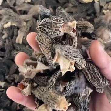 特价羊肚菌当天发货一斤包邮