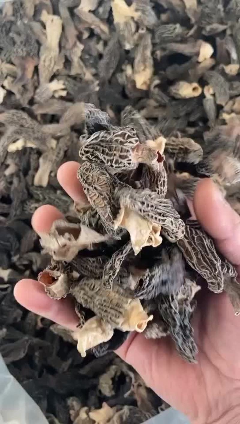 特价羊肚菌当天发货一斤包邮