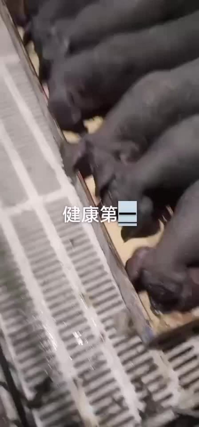 山东优质仔猪太湖，三元等常年供应，防疫齐全专业运输