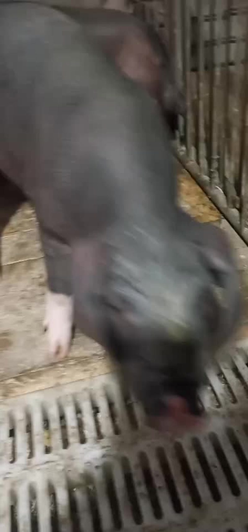 山东优质仔猪太湖，三元等常年供应，防疫齐全专业运输
