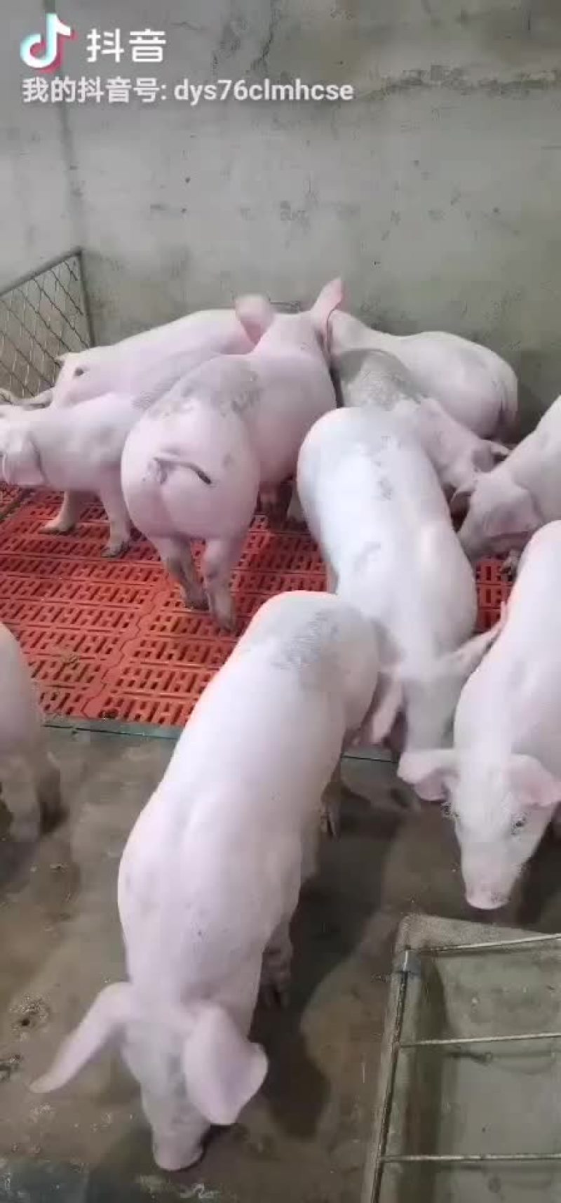 山东优质仔猪太湖，三元等常年供应，防疫齐全专业运输