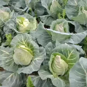 精品牛心菜，产地销售，低价格