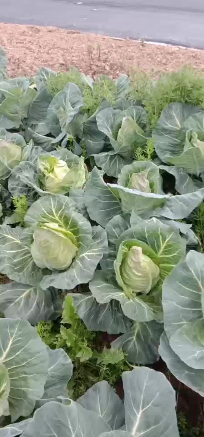 精品牛心菜，产地销售，低价格