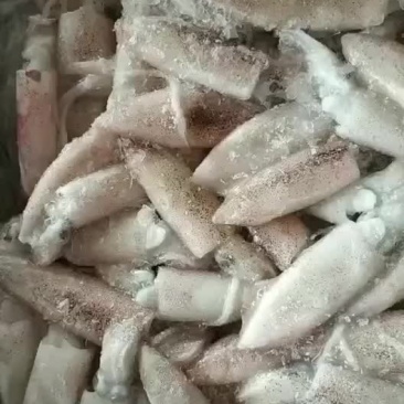北部湾子弹头鱿鱼