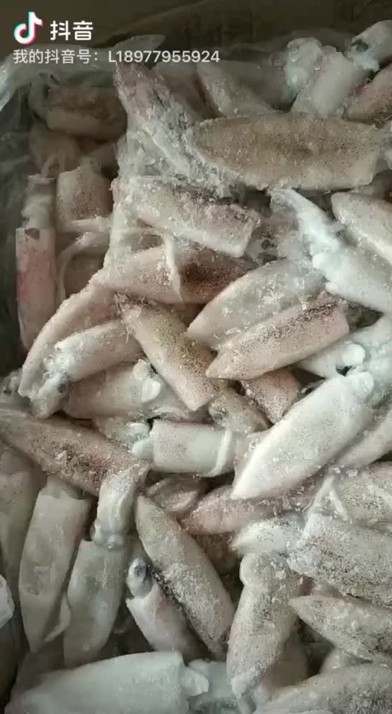 北部湾子弹头鱿鱼
