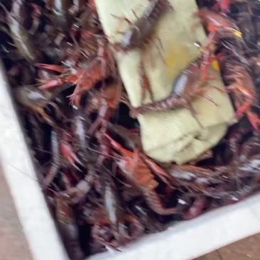 小龙虾
