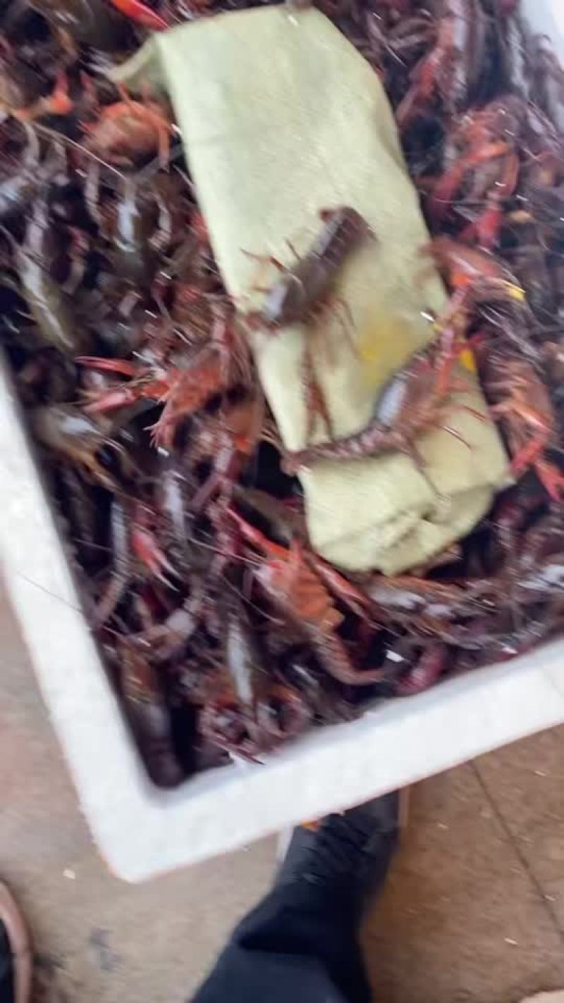 小龙虾