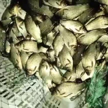 中科三号鲫鱼精品湘云鲫黄金鲫皮毛绝对繁殖率高