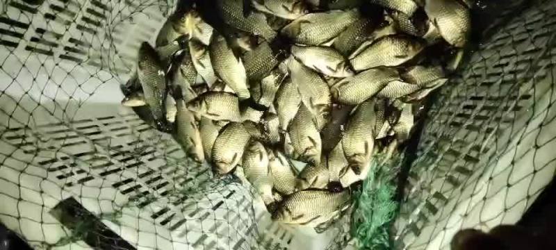 中科三号鲫鱼精品湘云鲫黄金鲫皮毛绝对繁殖率高