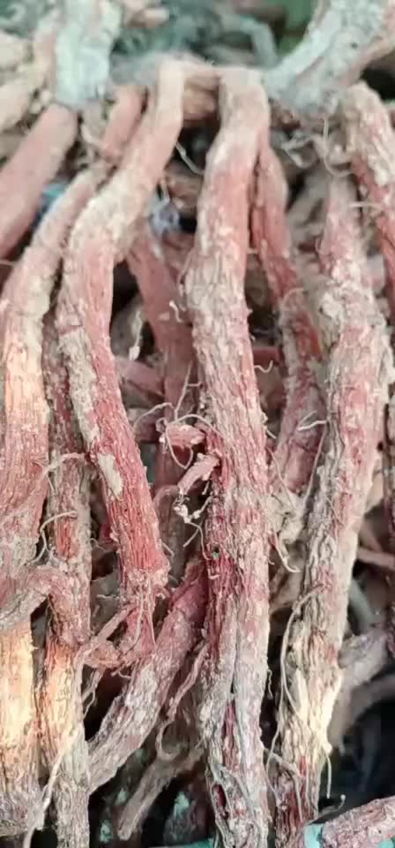 段货干丹参好货不多了