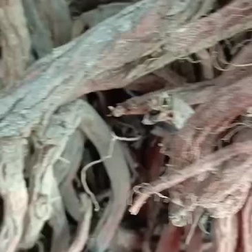 段货干丹参好货不多了