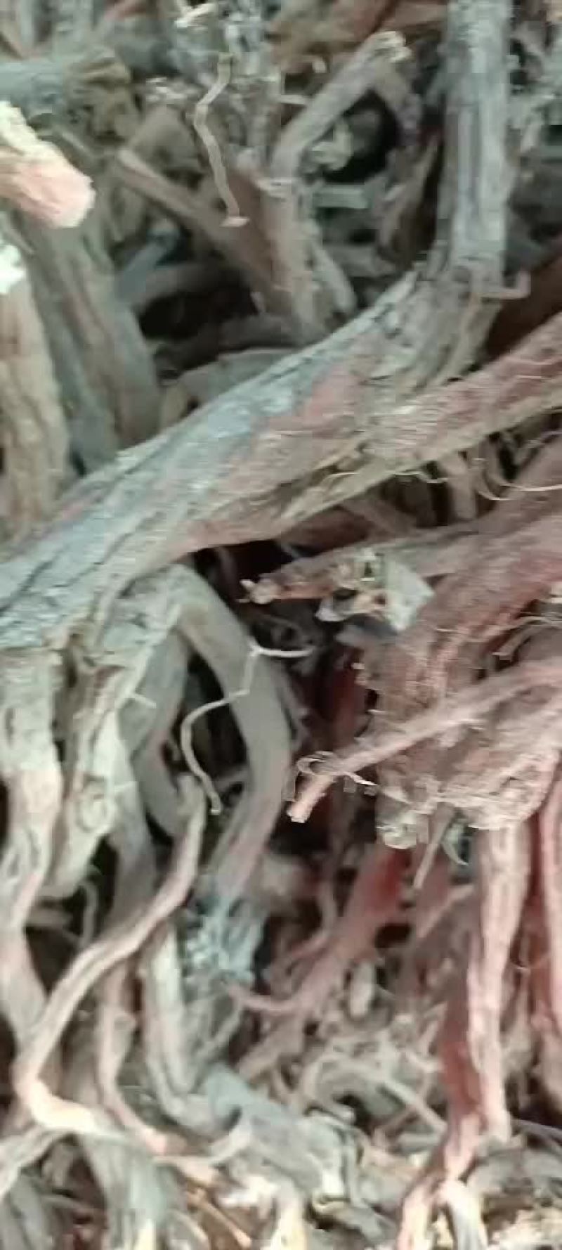 段货干丹参好货不多了