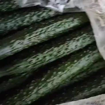 精品黄瓜欢迎新朋友来订购