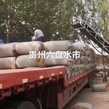 稻草