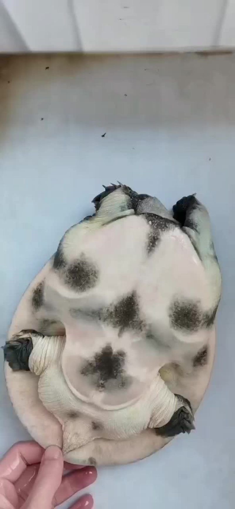 正宗嘢生甲鱼，黄花黑花，不嘢不要钱。。。。