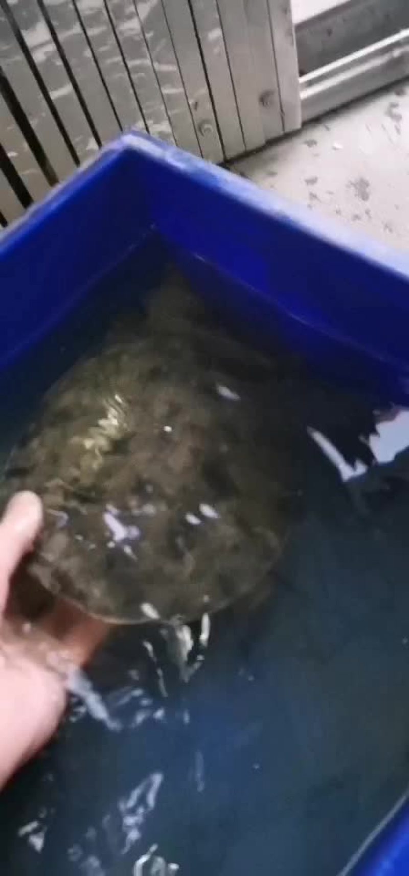 正宗嘢生甲鱼，黄花黑花，不嘢不要钱。。。。