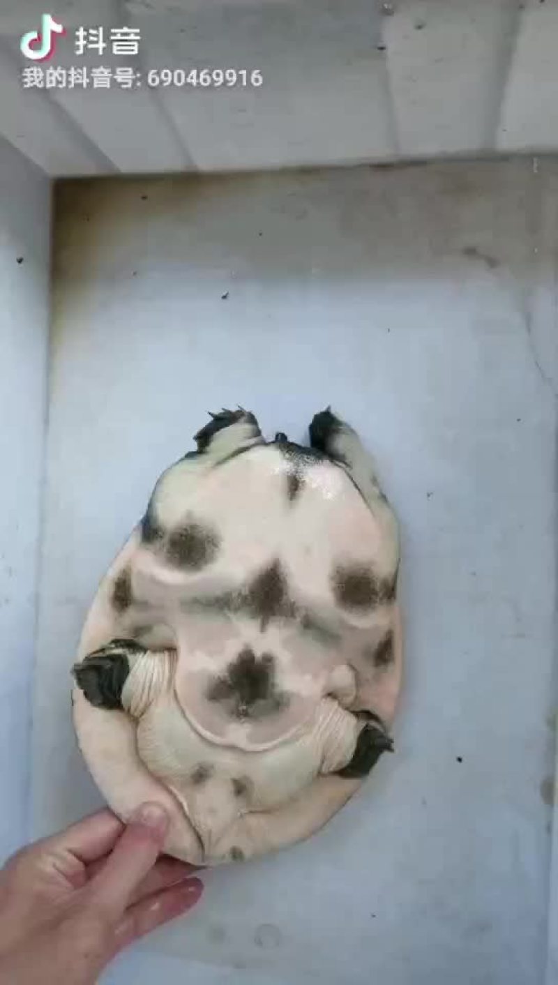 正宗嘢生甲鱼，黄花黑花，不嘢不要钱。。。。