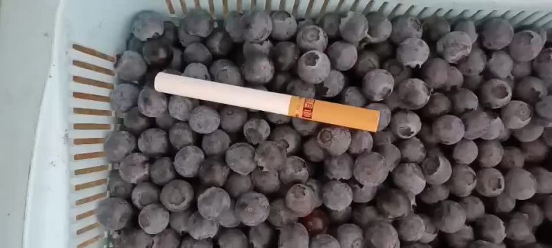 .高原原生态露天蓝莓