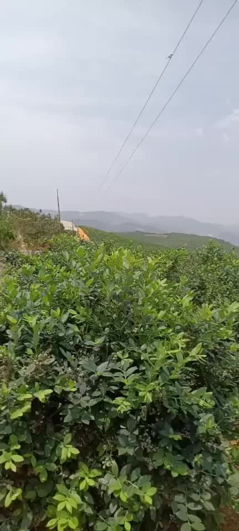 .高原原生态露天蓝莓