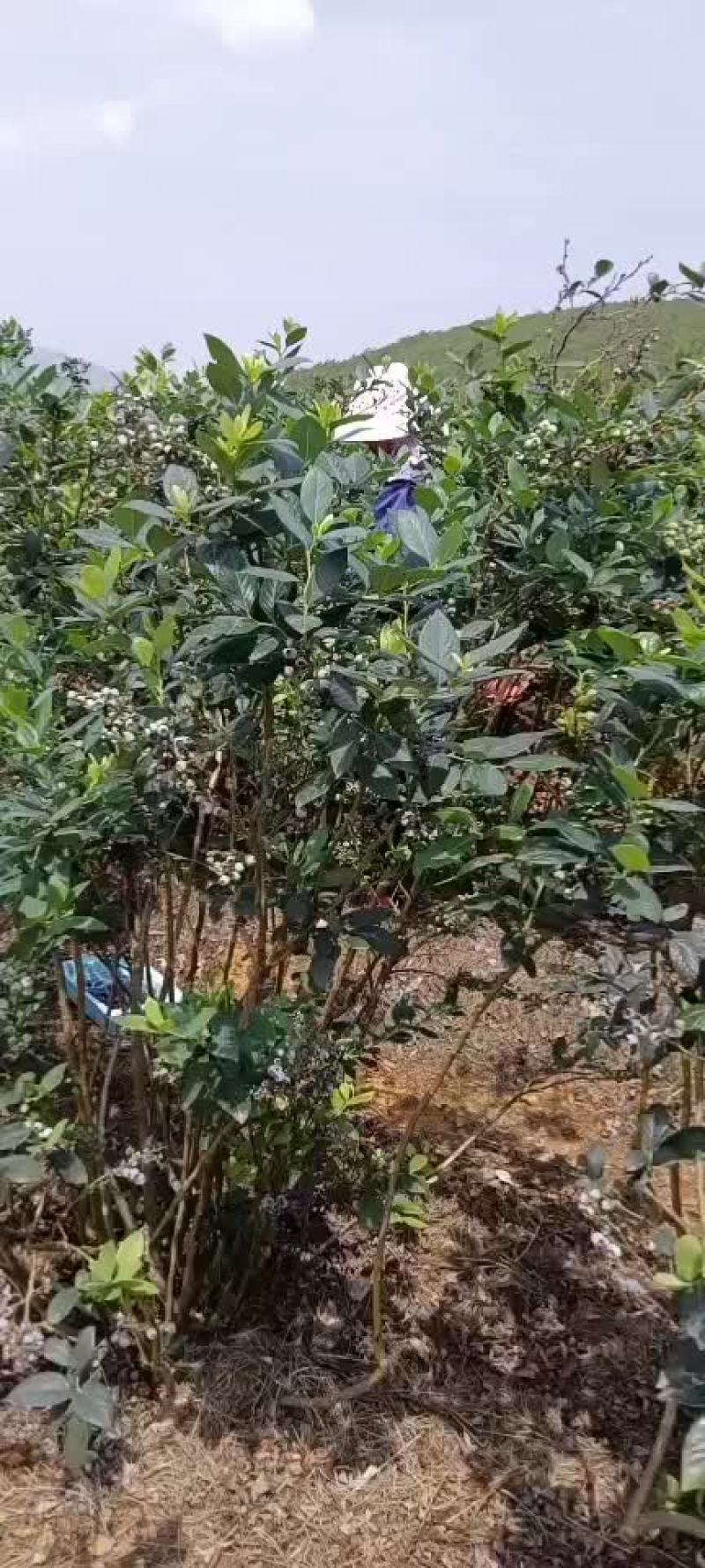 .高原原生态露天蓝莓