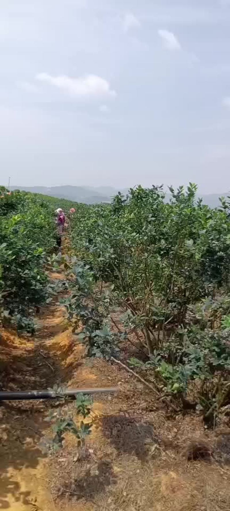 .高原原生态露天蓝莓