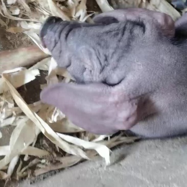 太湖母猪一代