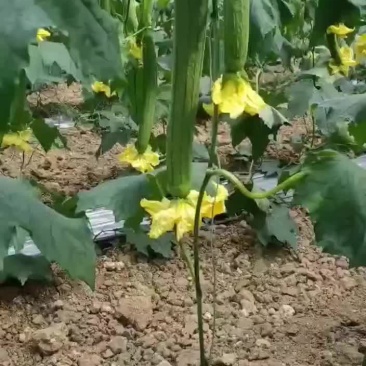 江苏省连云港市鲜花丝瓜