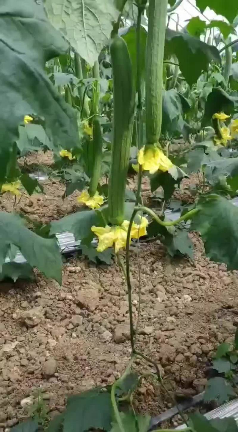江苏省连云港市鲜花丝瓜