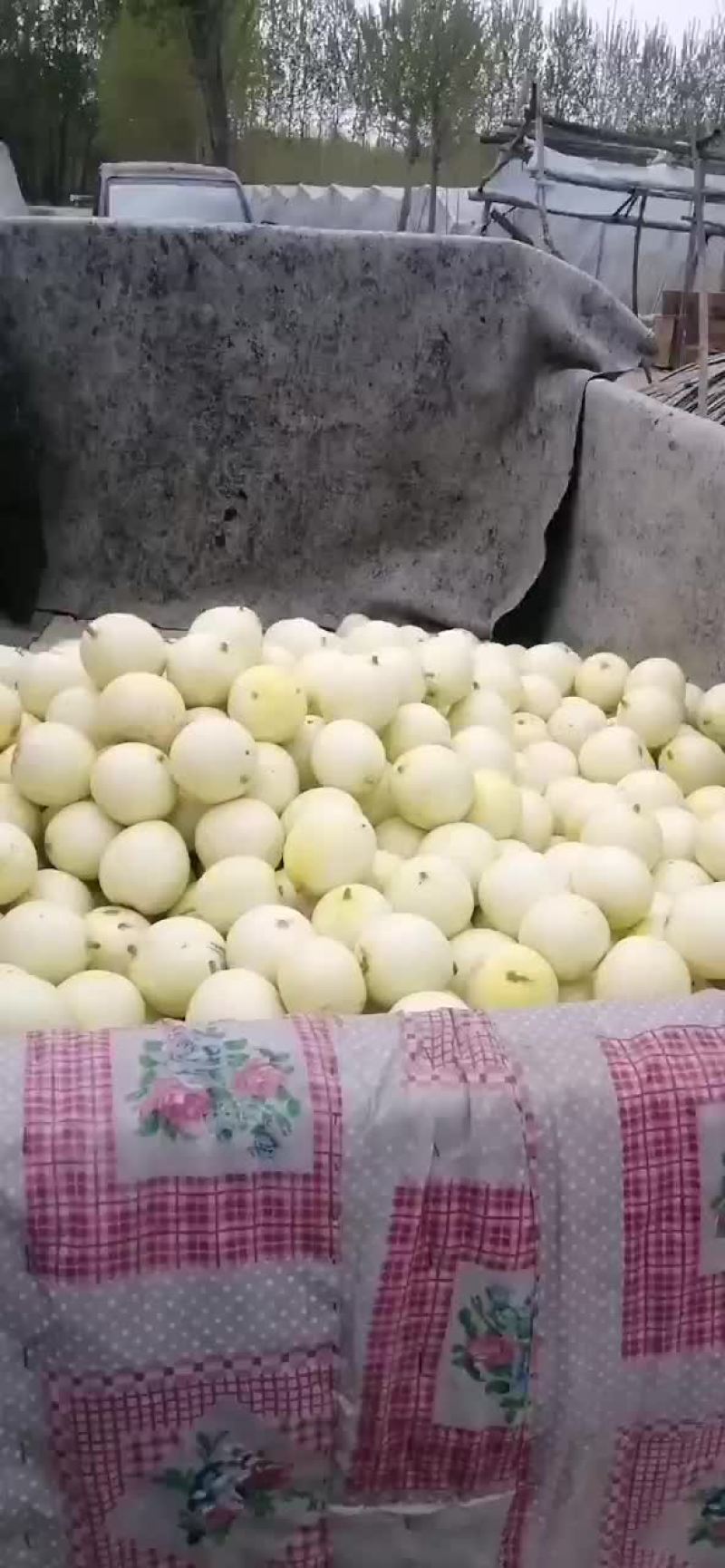 景甜甜瓜
