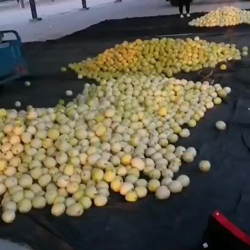 景甜甜瓜