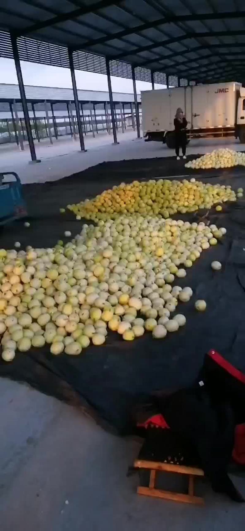 景甜甜瓜
