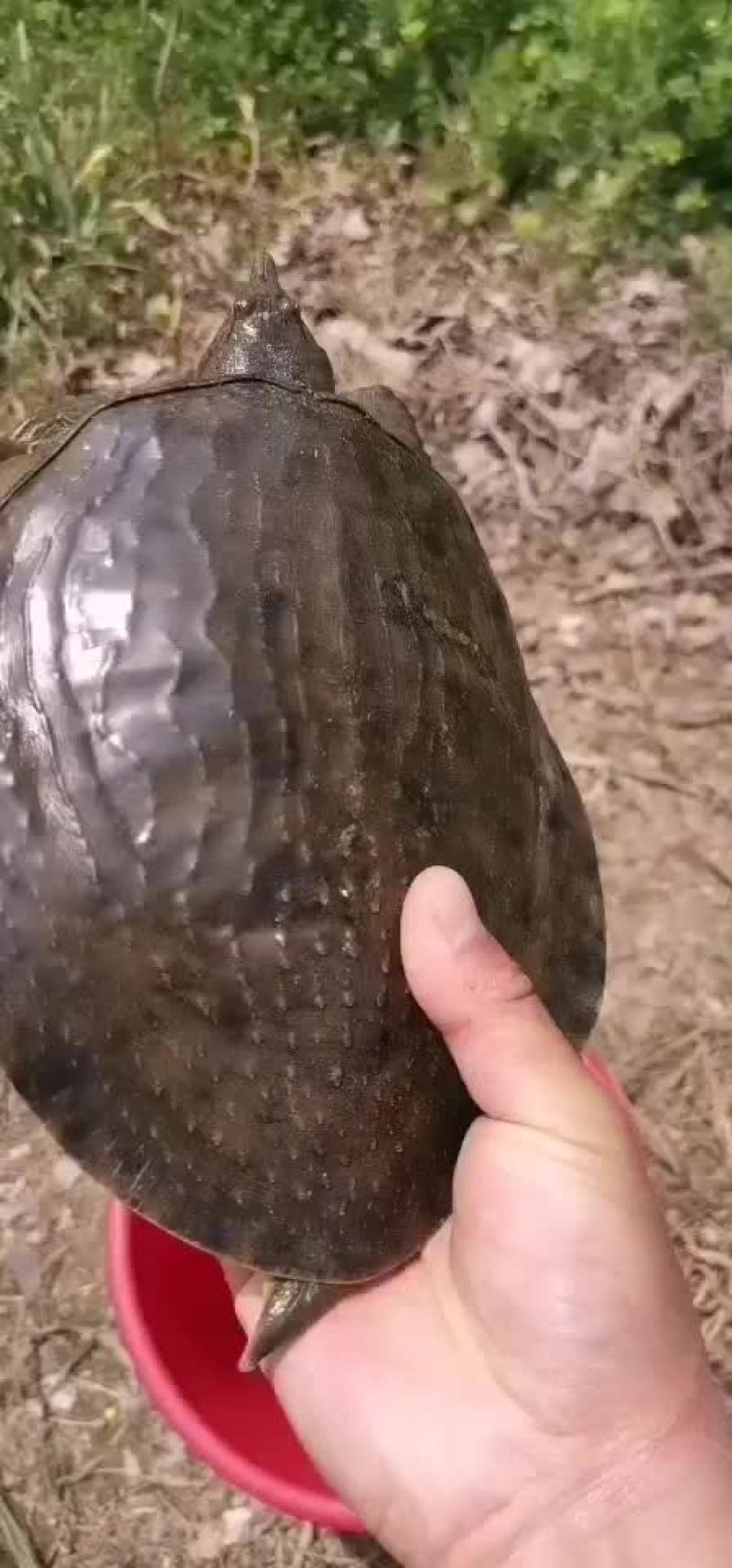 土甲鱼黑花甲鱼菜花甲鱼黄沙甲鱼大河甲鱼水鱼团鱼