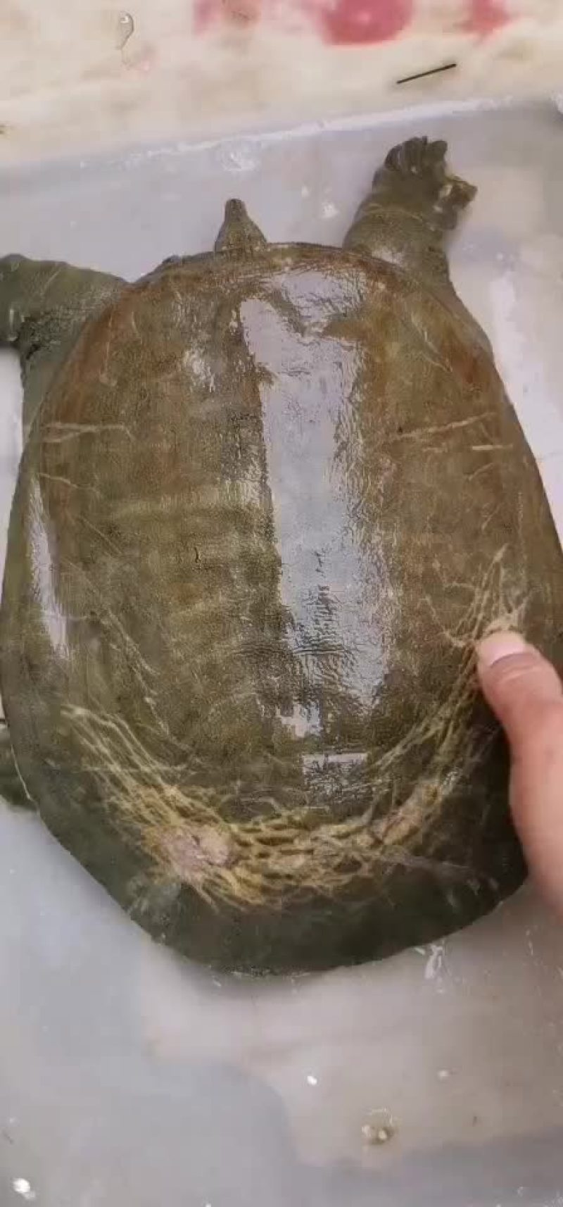 土甲鱼黑花甲鱼菜花甲鱼黄沙甲鱼大河甲鱼水鱼团鱼