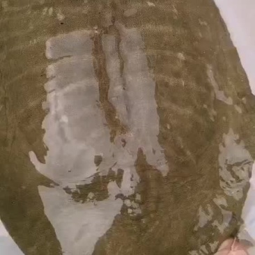 土甲鱼黑花甲鱼菜花甲鱼黄沙甲鱼大河甲鱼水鱼团鱼