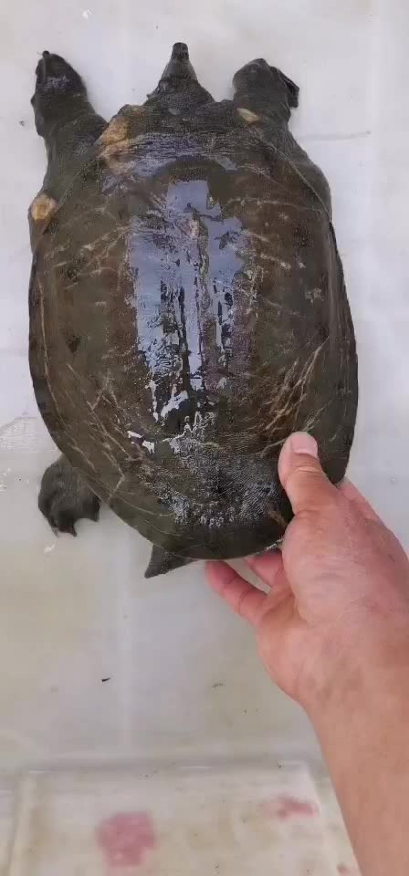 土甲鱼黑花甲鱼菜花甲鱼黄沙甲鱼大河甲鱼水鱼团鱼