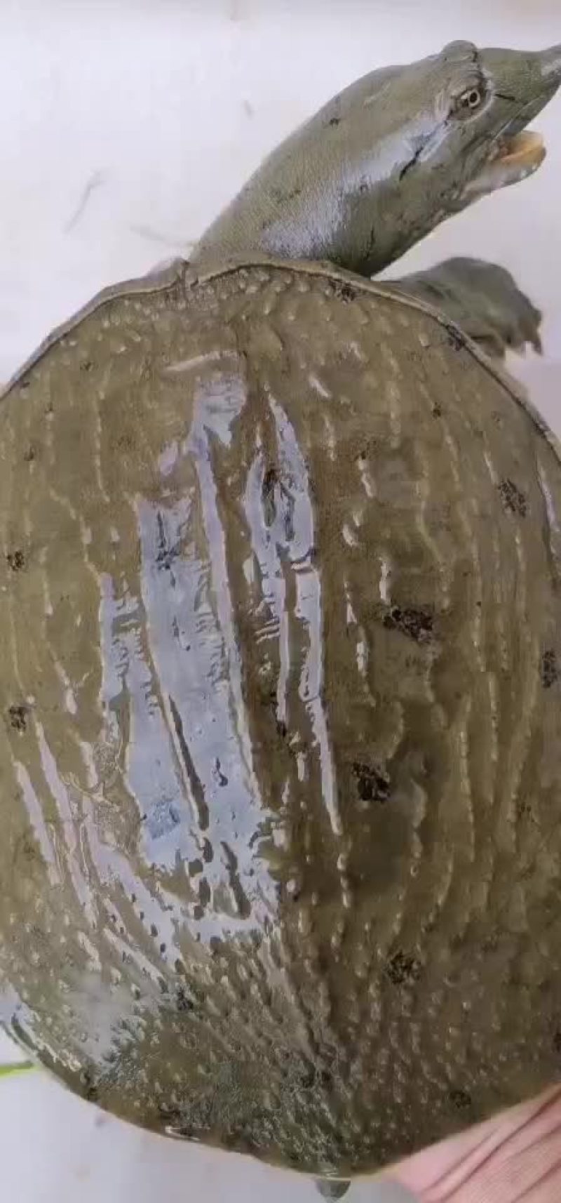 土甲鱼黑花甲鱼菜花甲鱼黄沙甲鱼大河甲鱼水鱼团鱼
