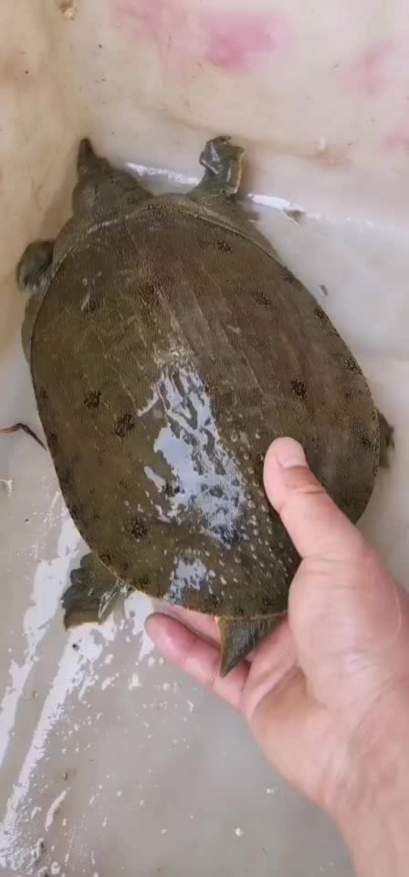土甲鱼黑花甲鱼菜花甲鱼黄沙甲鱼大河甲鱼水鱼团鱼