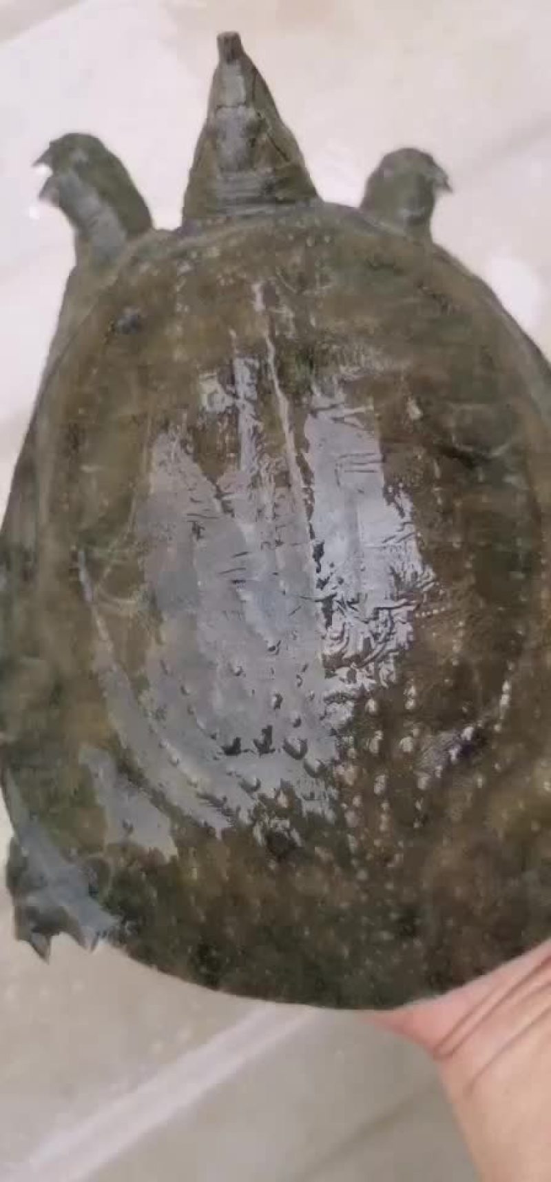 土甲鱼黑花甲鱼菜花甲鱼黄沙甲鱼大河甲鱼水鱼团鱼