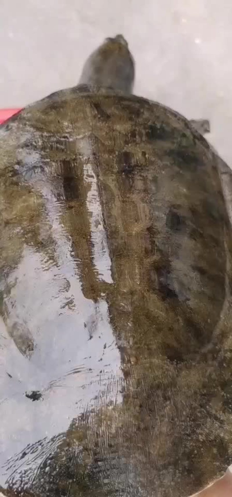 土甲鱼黑花甲鱼菜花甲鱼黄沙甲鱼大河甲鱼水鱼团鱼