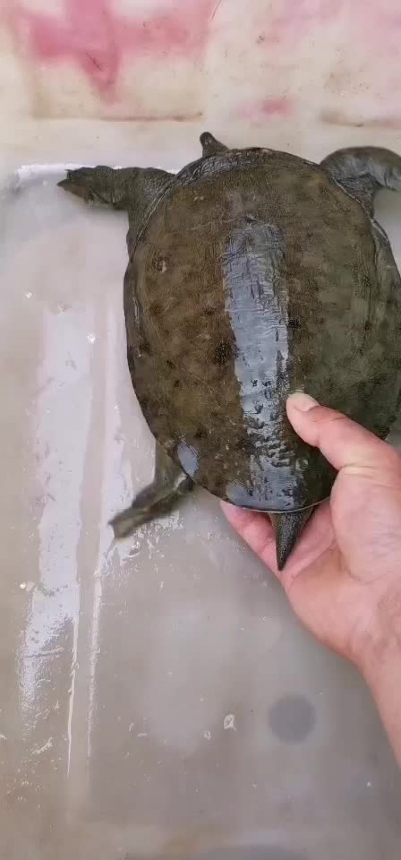 土甲鱼黑花甲鱼菜花甲鱼黄沙甲鱼大河甲鱼水鱼团鱼